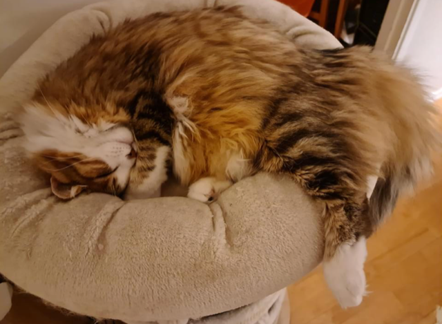 Sibirisk katt Valina